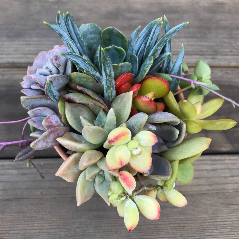 Succulent Plant DIY Kit with LIVE Cuttings, 3 INCH Terracotta pot Design-Your-Own, Zensability multiple colored succulents