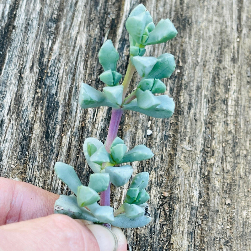 Cuttings - Oscularia deltoides (3) - Zensability