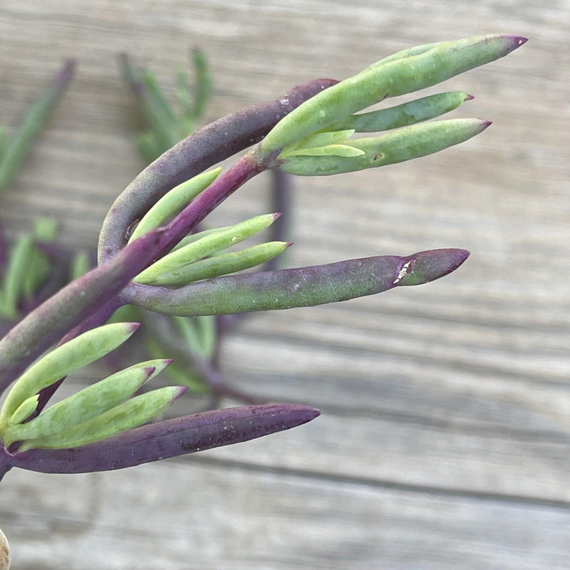 Cuttings - Purple Ice Plant - Lampranthus Productus Succulents - Zensability