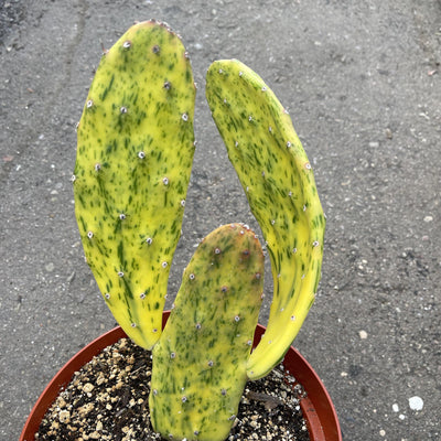 PAD - Opuntia 'Sunburst' - (one, 4-6" each) - Zensability