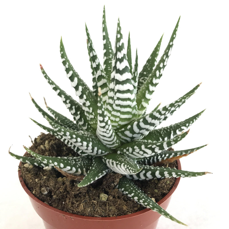 Large Haworthia attenuata &