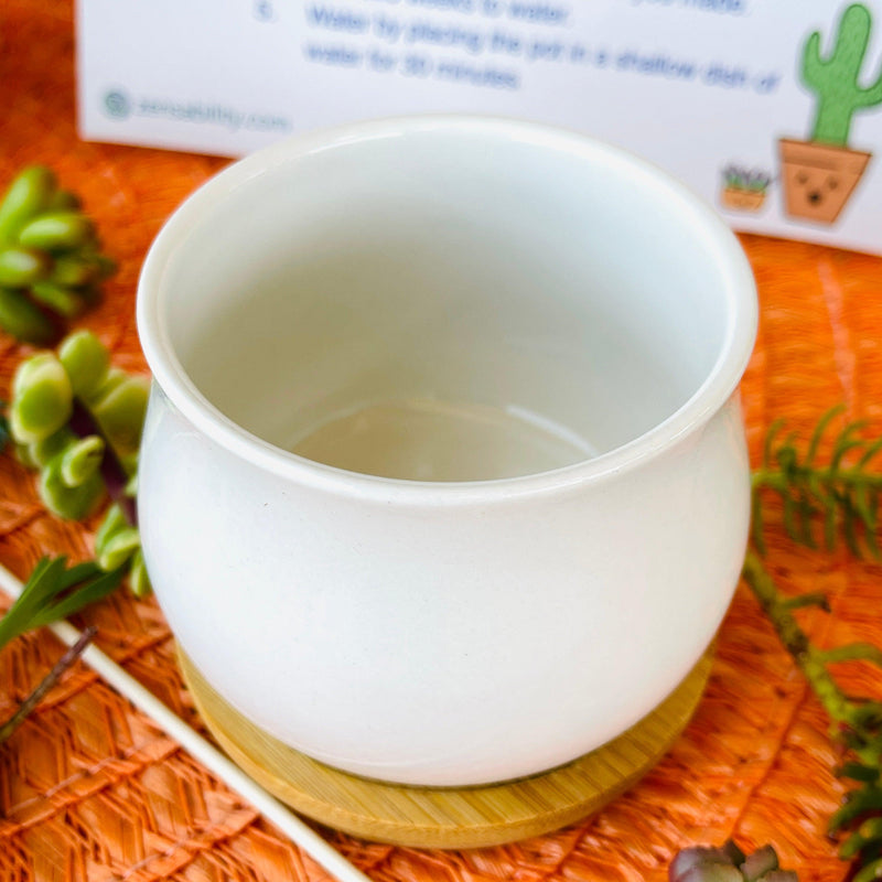 Succulent DIY Kit - 2.5” White Pot & Tray - Zensability