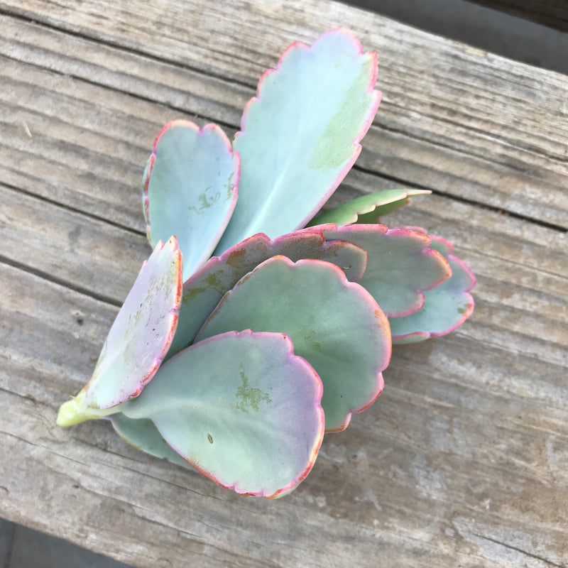 Cuttings - Kalanchoe fedtschenkoi - unrooted - Zensability