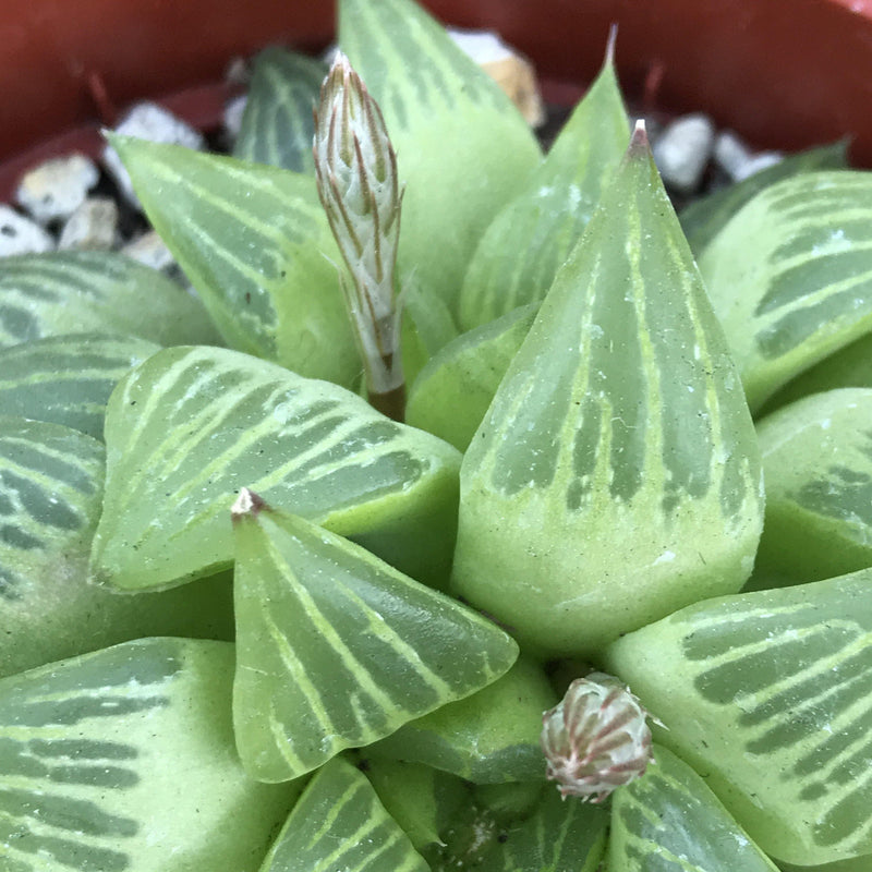 Cluster of translucent green pointed leaves with lighter colored stripes, Zensability Online Plant Nursery, Haworthia retusa rooted live succulent plant, outdoor or indoor, rooted, 4 INCH