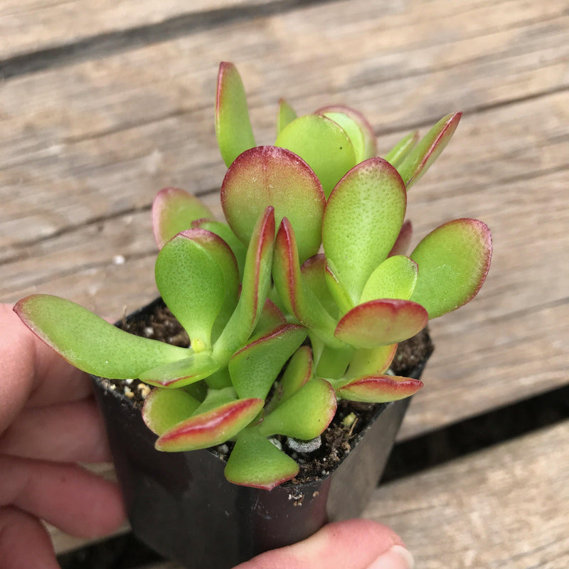 Crassula ovata &