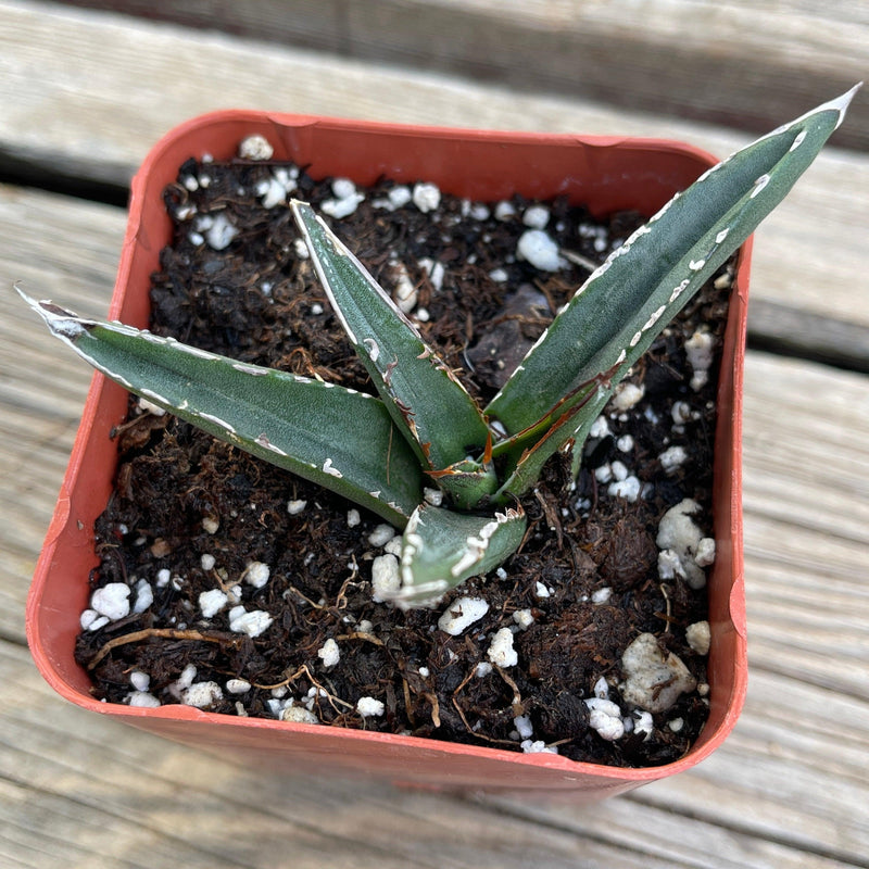 Agave victoriae-reginae compact form - 2.5” - Zensability