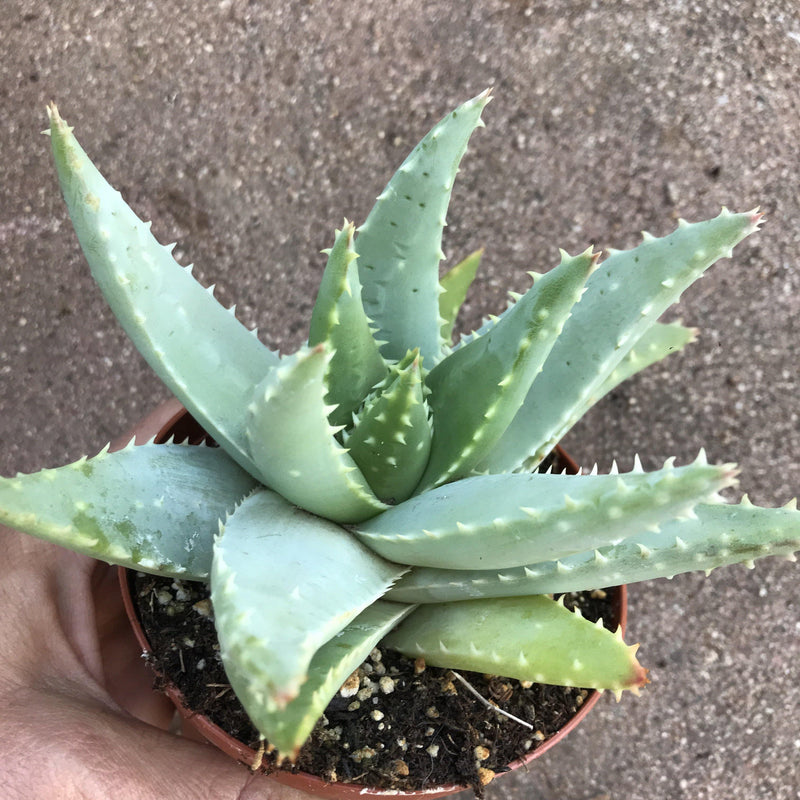 Aloe brevifolia - 4” live succulent plant - Zensability