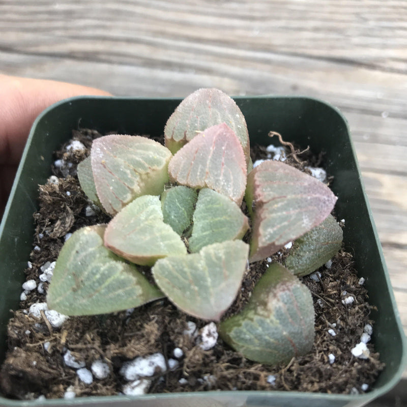 Haworthia pygmaea -rare- 2” live succulent plant - Zensability