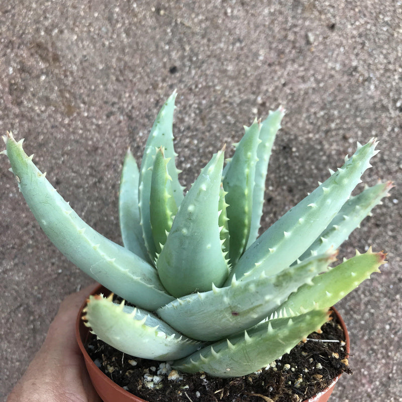 Aloe brevifolia - 4” live succulent plant - Zensability
