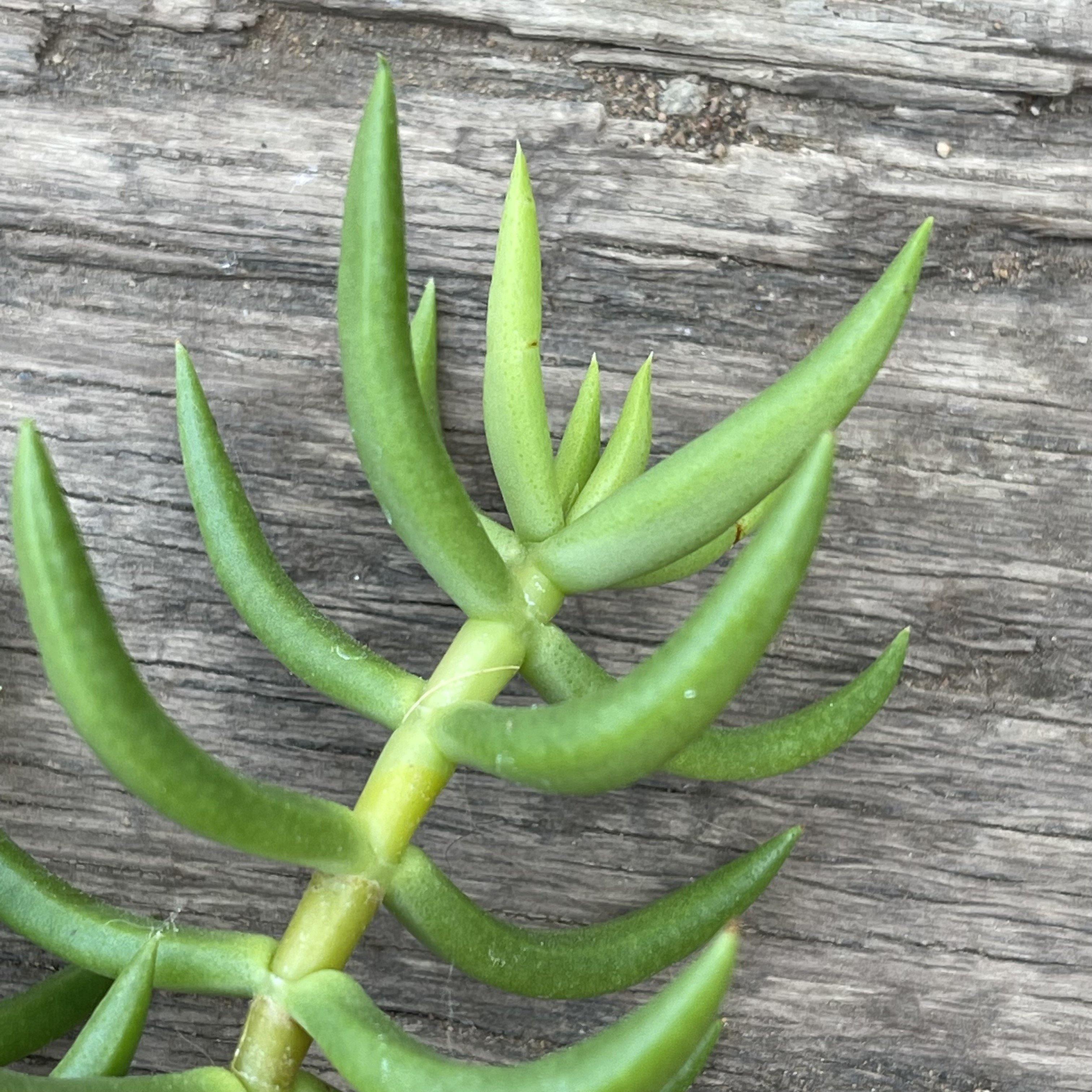 miniature pine tree succulent Succulent Plant Cuttings - Crassula Miniature Pine Tree