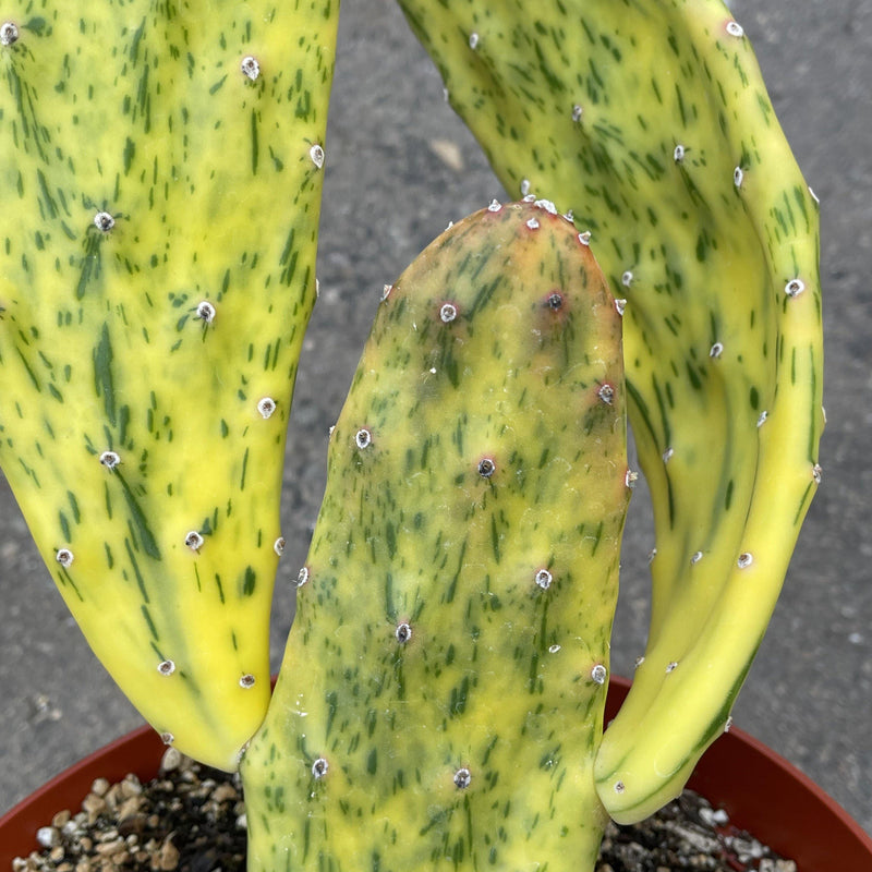 PAD - Opuntia &