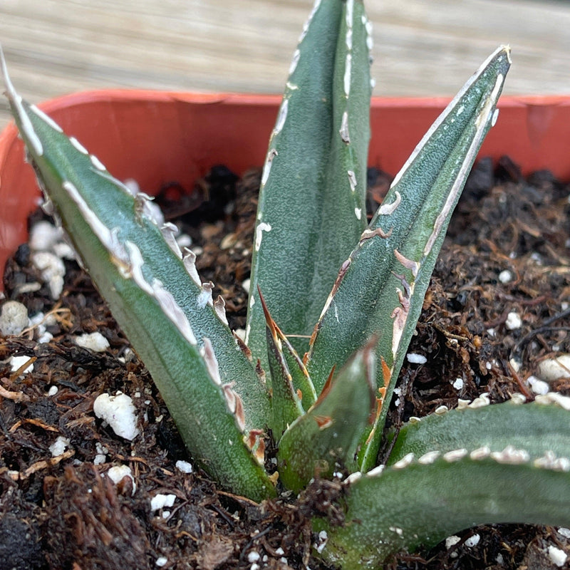 Agave victoriae-reginae compact form - 2.5” - Zensability