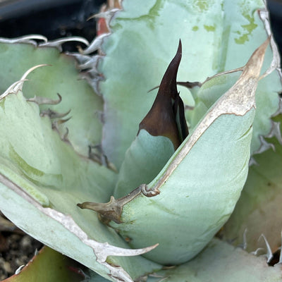 Agave titanota ‘White Ice’ - 1 GAL - Zensability