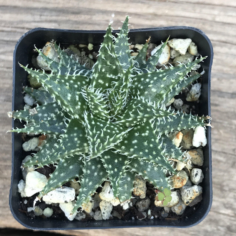 Zensability Plants, Succulents and Hoyas, Aloe Descoingsii x Aloe Haworthioides Live Small Succulent Plant, 2.5 INCH, growing in 2 inch pot, pot not included, loose rosette of green triangular leaves, leaves have spots and soft white teeth along the margins and inside center lines