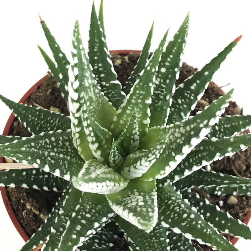 Zensability Online Plant Nursery, Large Haworthia attenuata &