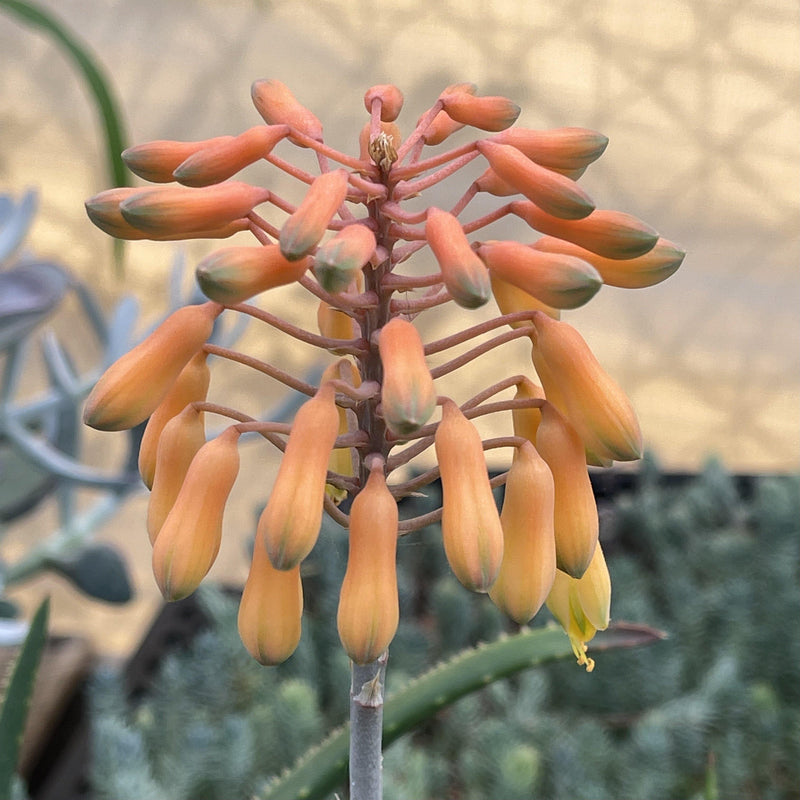Aloe sinkatana cluster -  4” - Zensability