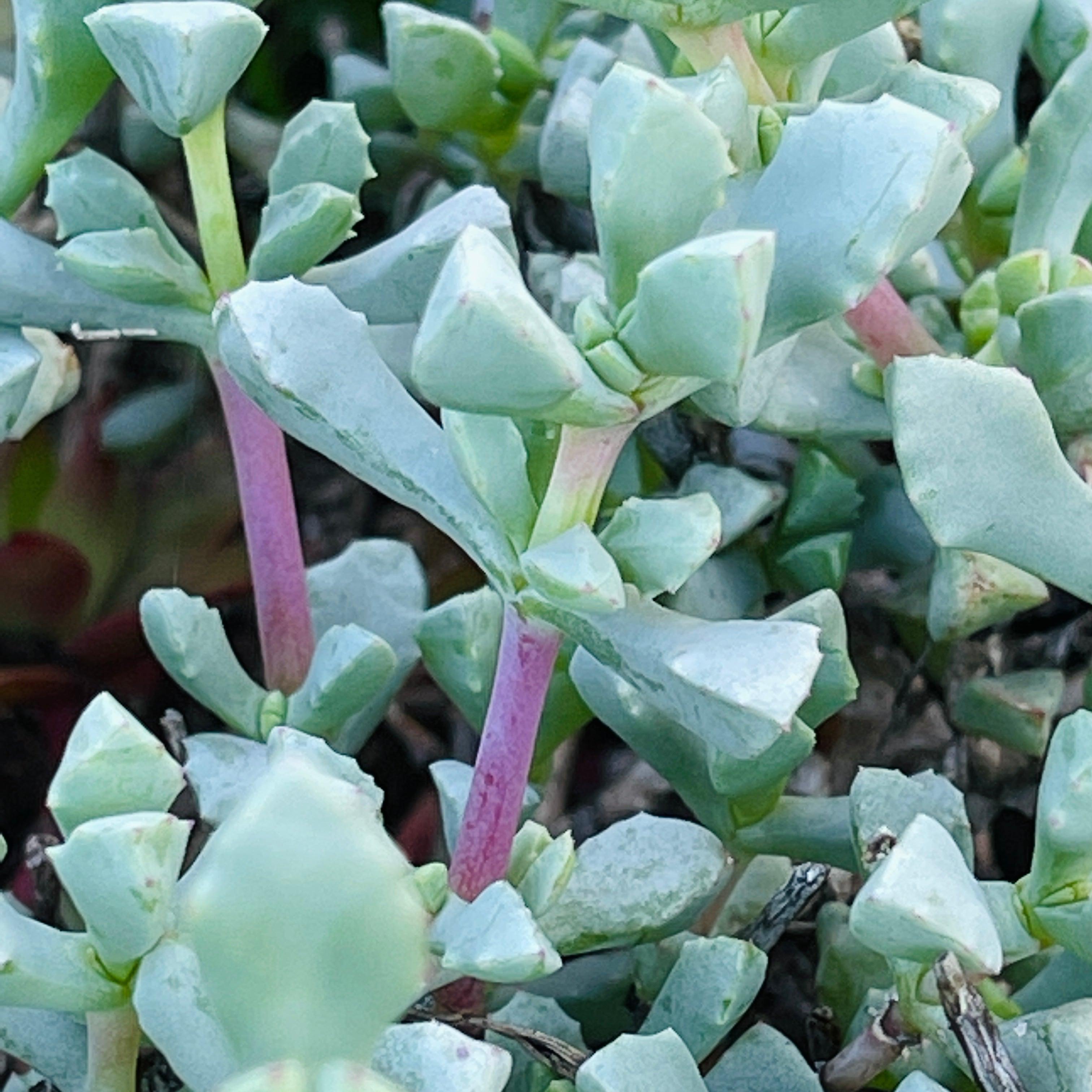 oscularia deltoides succulent Oscularia Deltoides Ice Plant