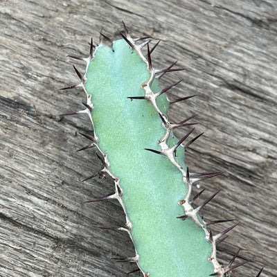 Cutting - Euphorbia coerulescens (3-4”) - Zensability