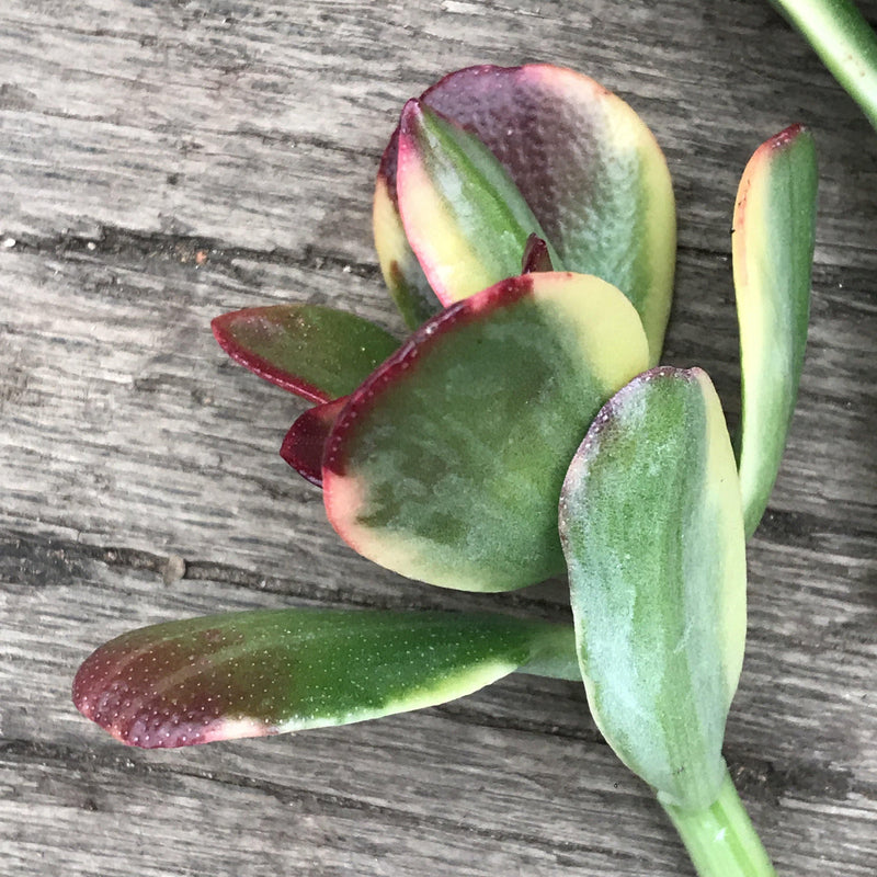 Live Succulent Cuttings - Crassula ovata &
