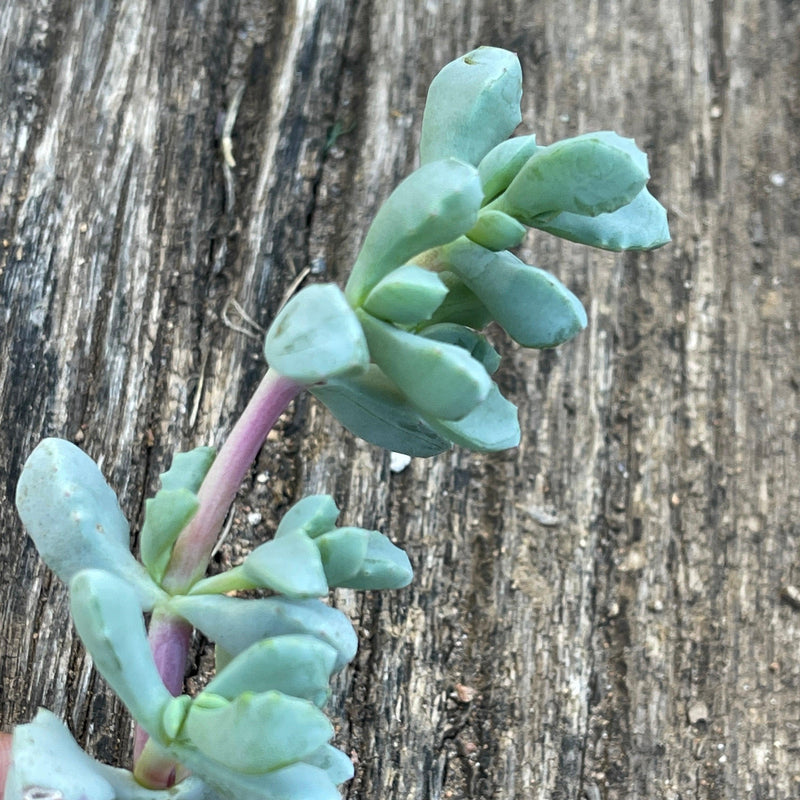 Cuttings - Oscularia deltoides (3) - Zensability