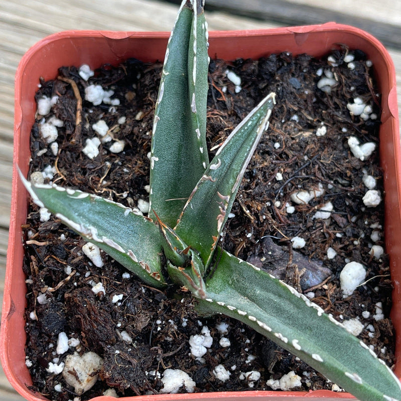 Agave victoriae-reginae compact form - 2.5” - Zensability