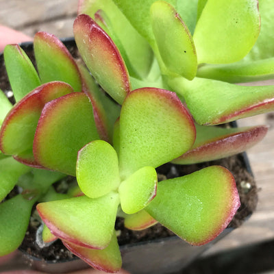 Crassula ovata 'Crosby’s Dwarf’ Live Small Succulent Plant  for Outdoor Gardens, growing in 2 INCH pot. Multiple stems of starter sized Crassula plant. Small, green paddle shaped leaves which will blush red along the margins when stressed.  Zensability Plants, Succulents and Hoyas