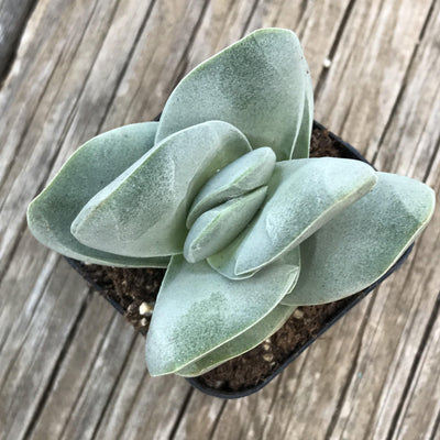 Zensability Online Plant Nursery Crassula 'Ivory Tower' small succulent plant, rooted live plant gift, Blue-Green Stacking Thick Crassula Plant Leaves, 2 INCH