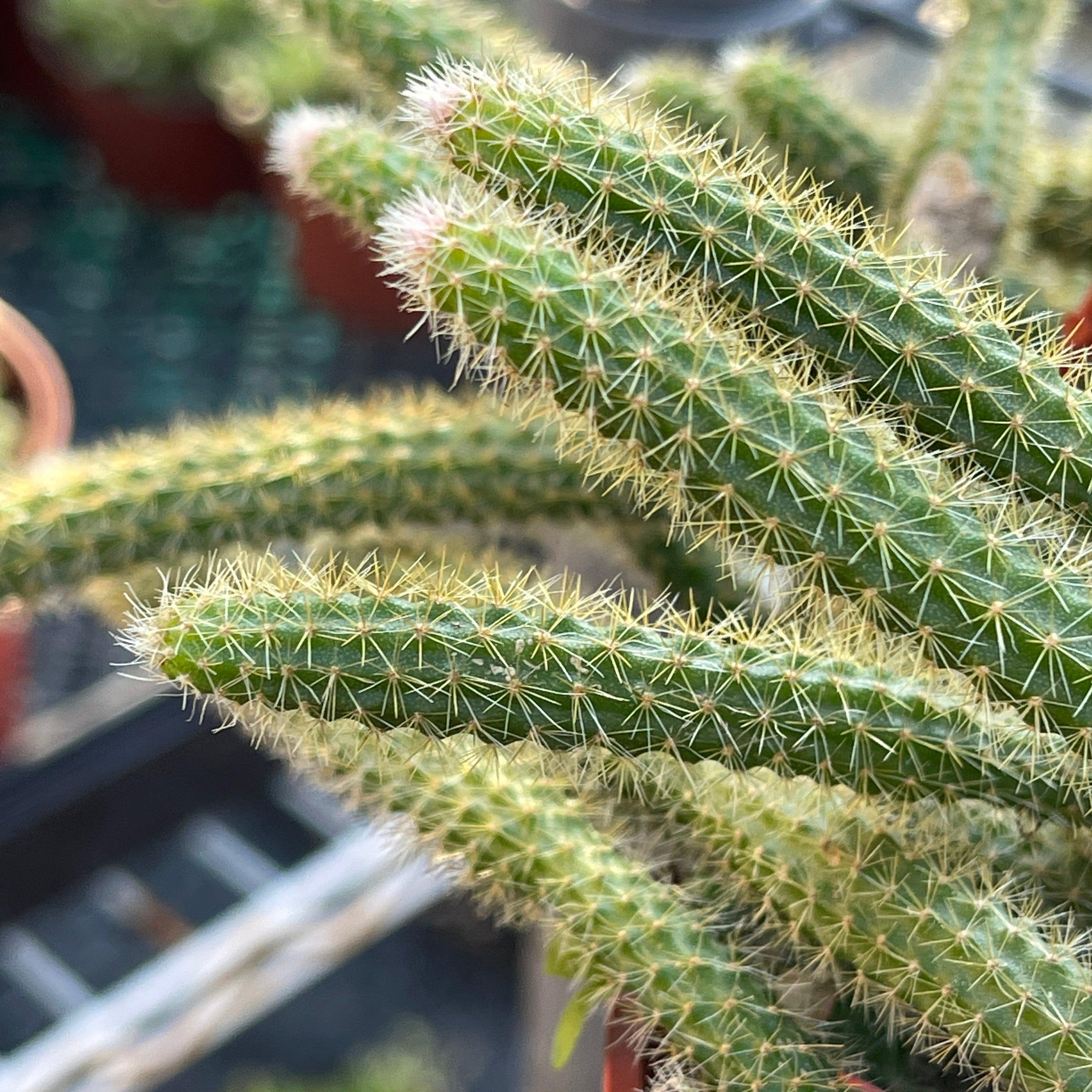 4 Golden Rat Tail Cactus Live Cactus 