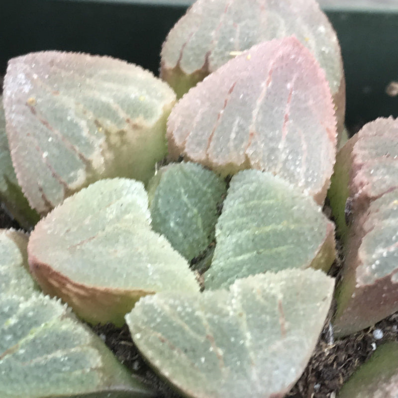 Haworthia pygmaea -rare- 2” live succulent plant - Zensability