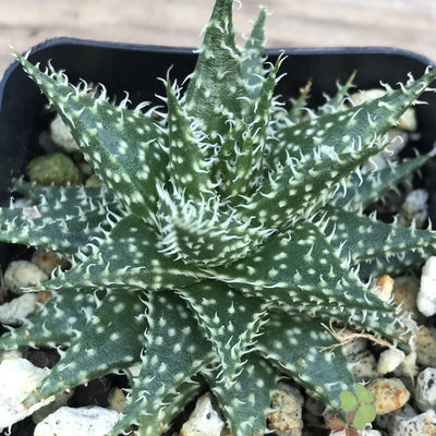 Zensability Plants, Succulents and Hoyas, Aloe Descoingsii x Aloe Haworthioides Live Small Succulent Plant, 2.5 INCH, growing in 2 inch pot, pot not included, loose rosette of green triangular leaves, leaves have spots and soft white teeth along the margins and inside center lines