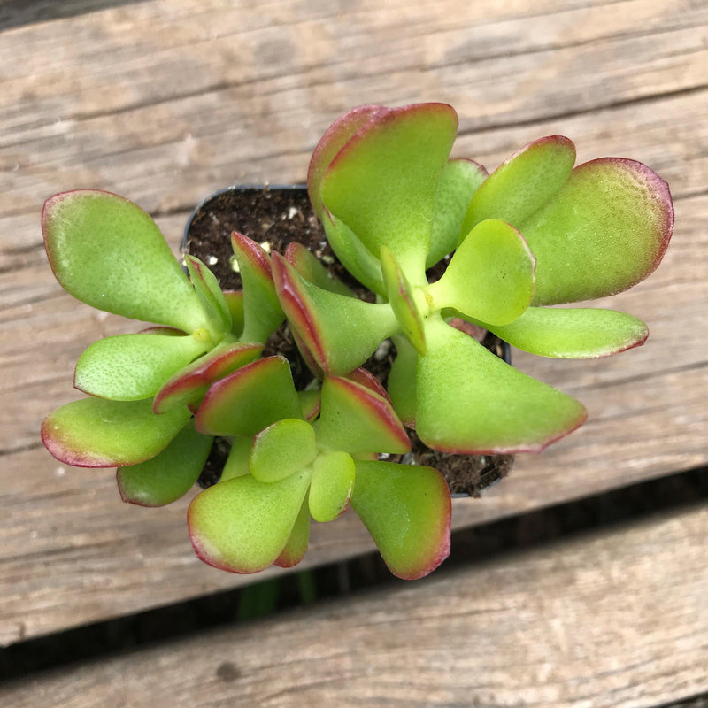 Crassula ovata &