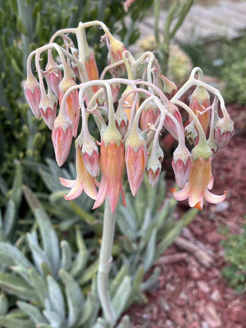 Cutting - Cotyledon ‘Long Fingers -  Succulent Plant Clippings - Zensability