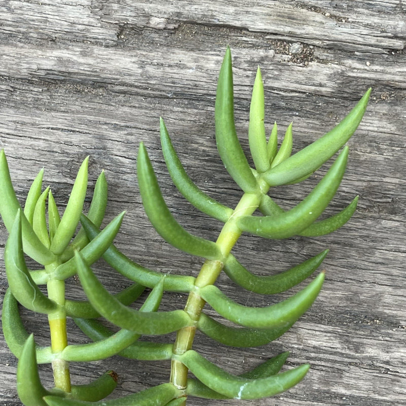 Cuttings - Crassula tetragona ‘Miniature Pine Tree’ - unrooted - Zensability