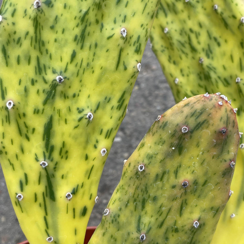 PAD - Opuntia &