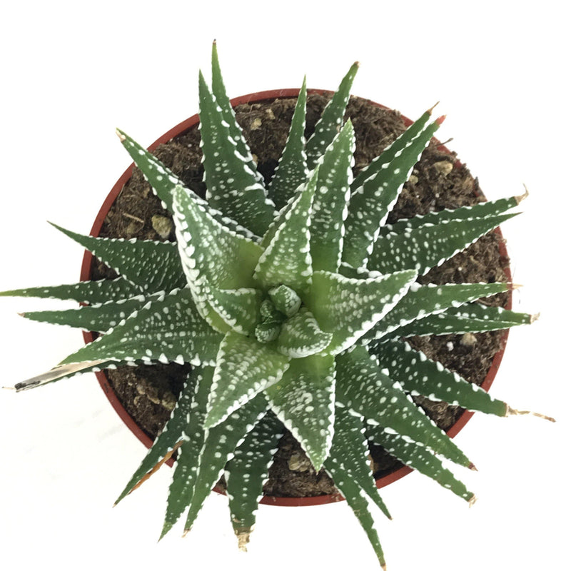 Zensability Online Plant Nursery, Large Haworthia attenuata &