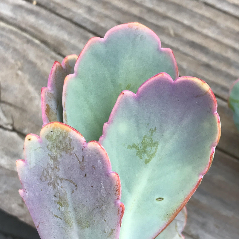Cuttings - Kalanchoe fedtschenkoi - unrooted - Zensability