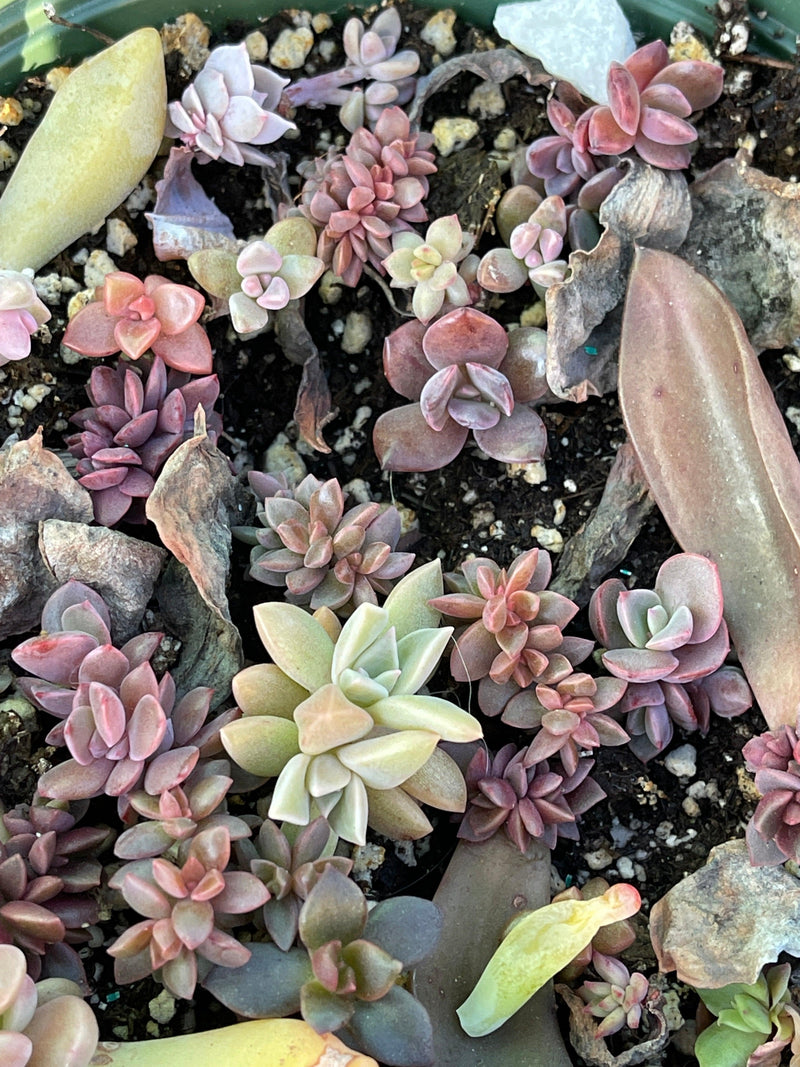 Succulent leaves for propagating (10+) - Zensability