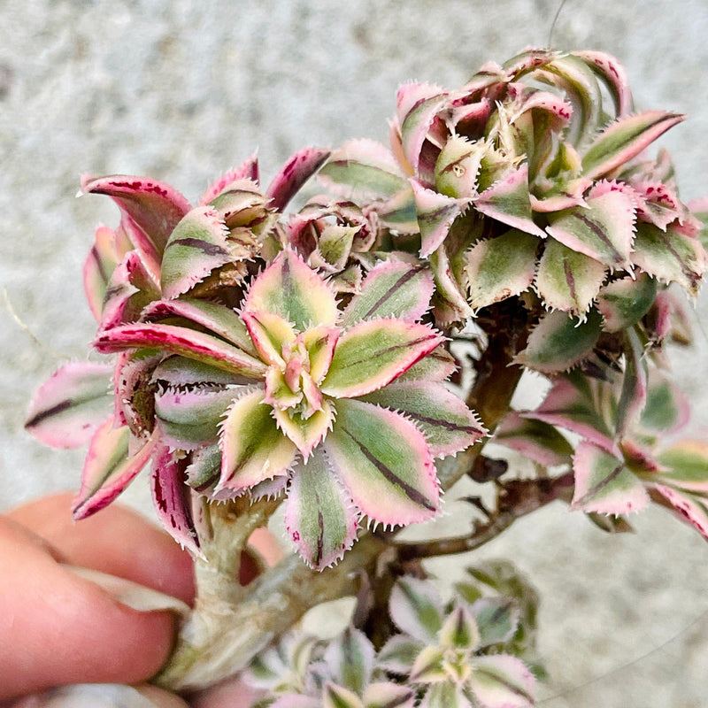 Cuttings - Crested Aeonium &