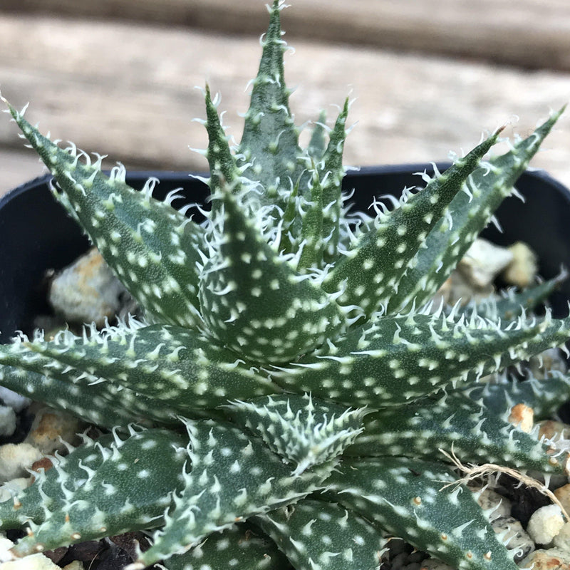 Zensability Plants, Succulents and Hoyas, Aloe Descoingsii x Aloe Haworthioides Live Small Succulent Plant, 2.5 INCH, growing in 2 inch pot, pot not included, loose rosette of green triangular leaves, leaves have spots and soft white teeth along the margins and inside center lines