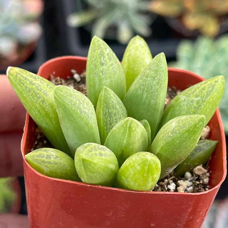 Haworthia turgida - 2” - Zensability