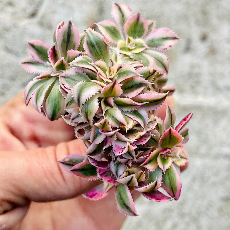 Cuttings - Crested Aeonium &