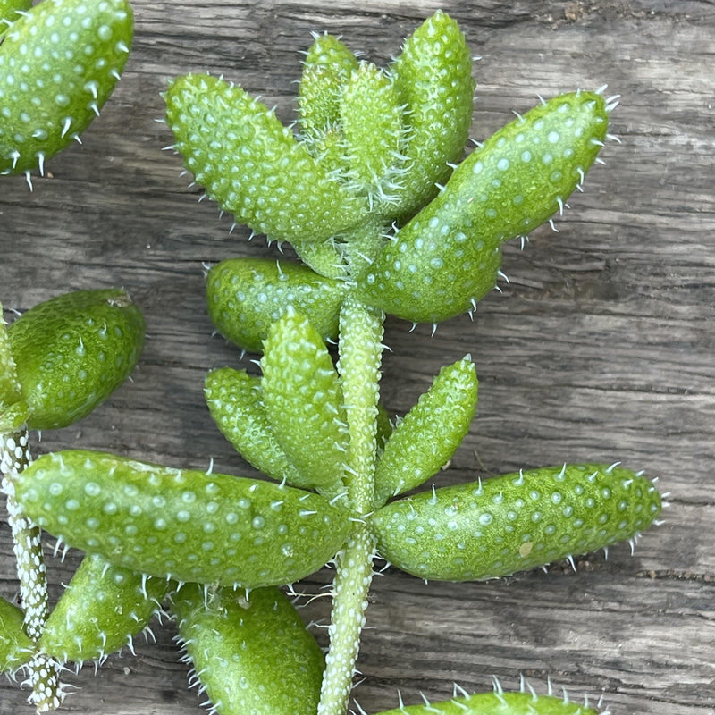 Cuttings - Delosperma echinatum ‘Pickle Plant’ - Unrooted Green Succulent Plant - Zensability