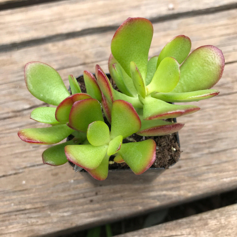 Crassula ovata &