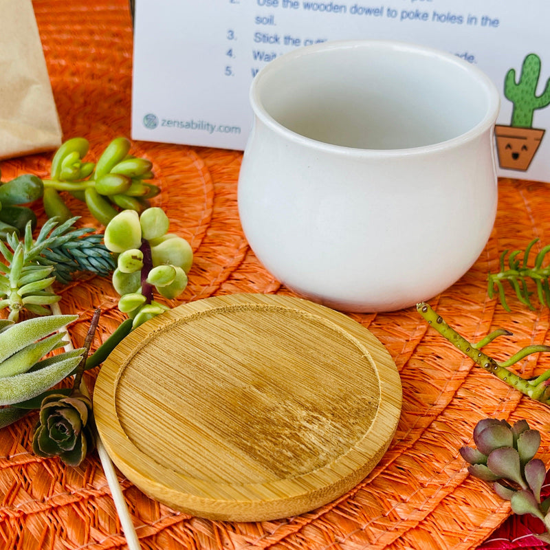 Succulent DIY Kit - 2.5” White Pot & Tray - Zensability