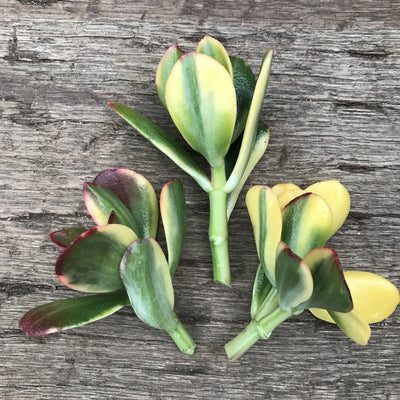 Live Succulent Cuttings - Crassula ovata 'Lemon ‘n Lime' - Unrooted - Zensability