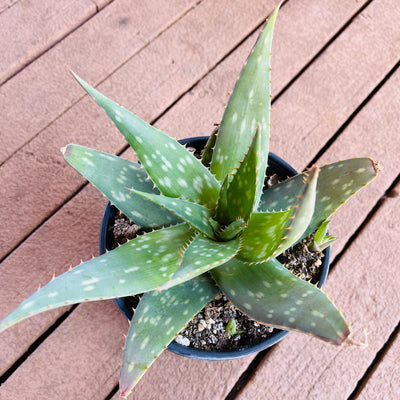 Aloe maculata ‘Soap Aloe’ - 1 gal - Zensability