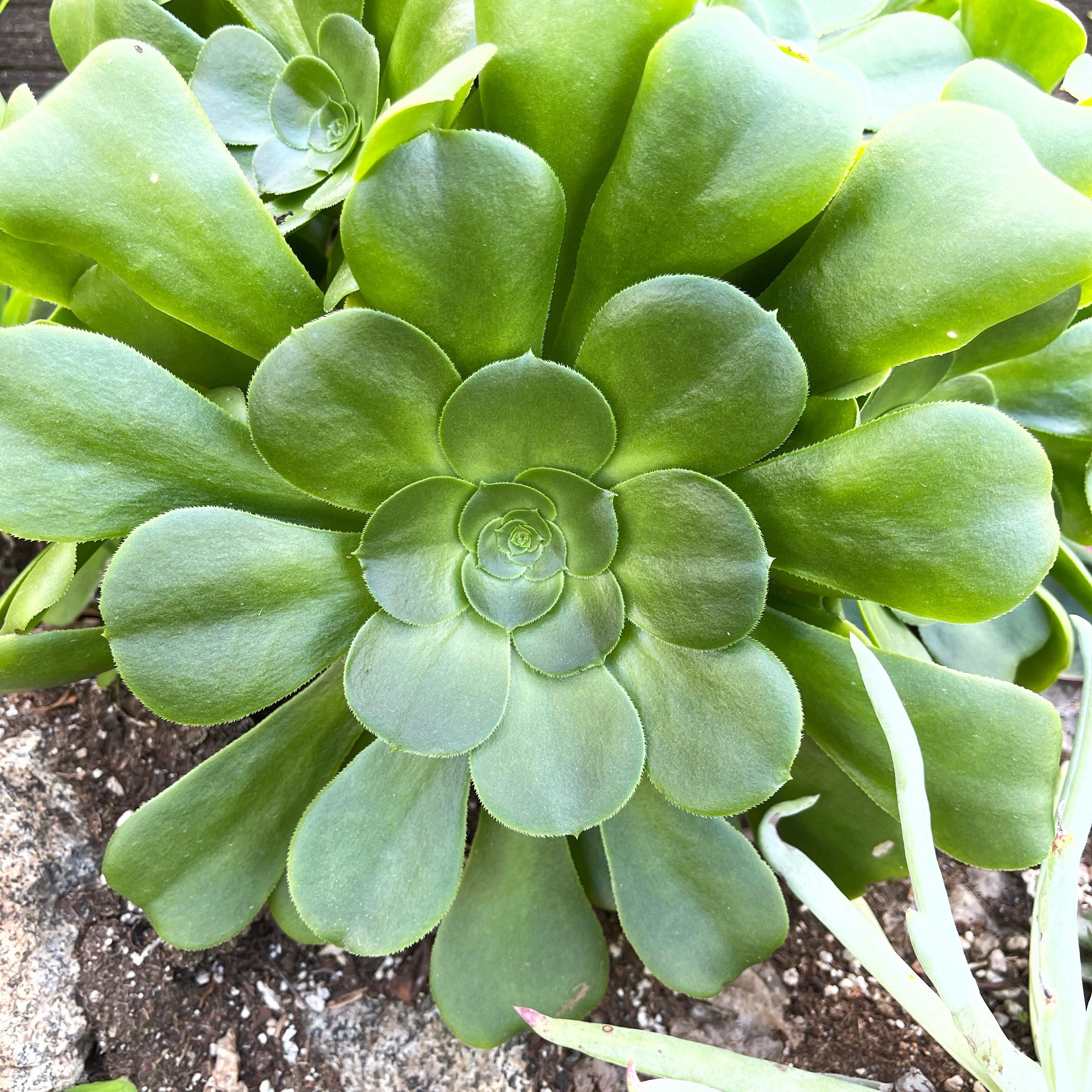 Cutting - Aeonium canariense (one, 4-5”) – Zensability