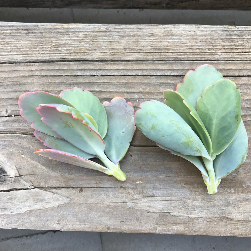 Cuttings - Kalanchoe fedtschenkoi - unrooted - Zensability