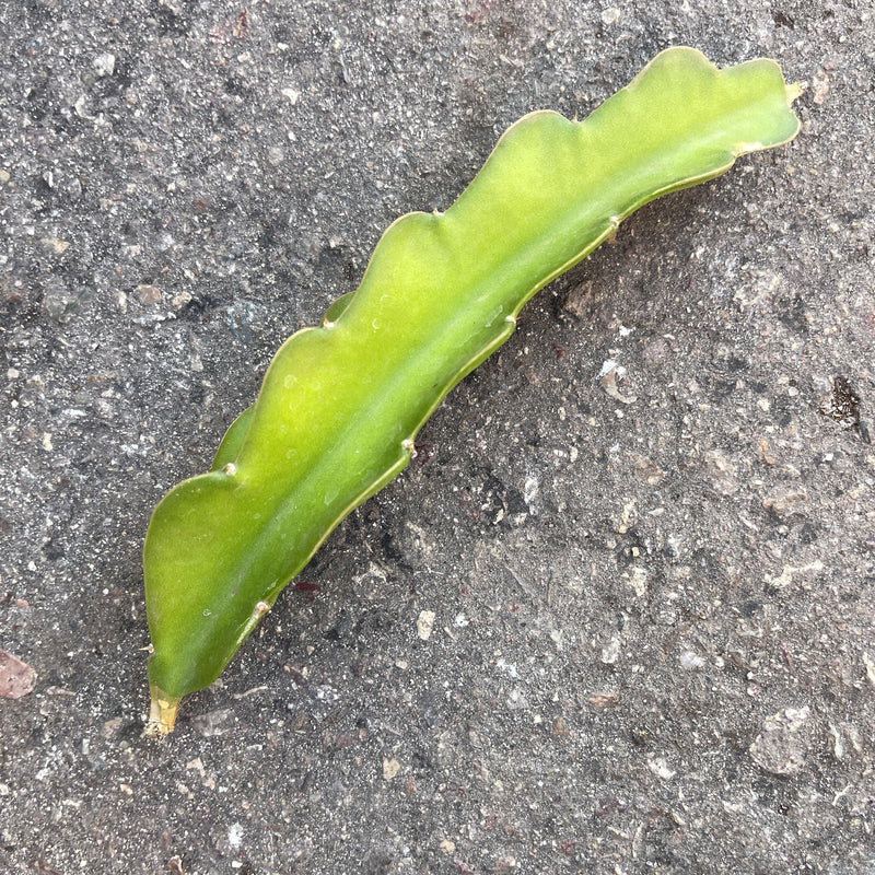 Cutting - Hylocereus undatus &