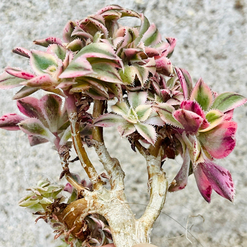 Cuttings - Crested Aeonium &